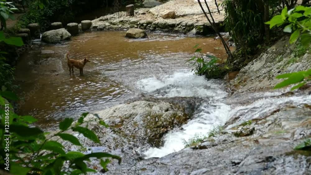 view of dog standing on creek near waterfall in the tropical forest view of dog standing on creek near waterfall in the tropical forest