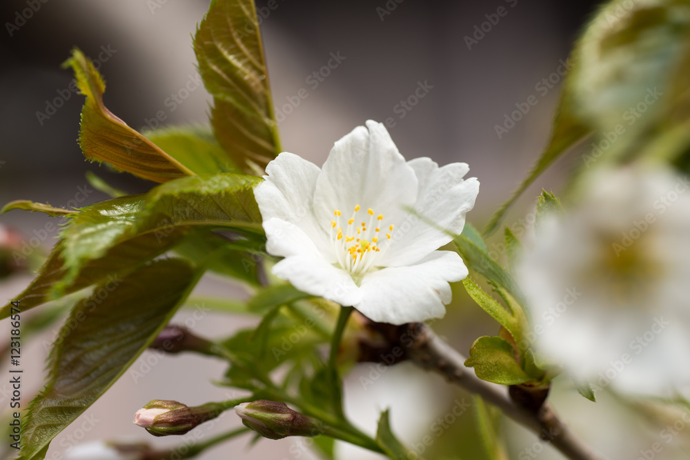 桜 桜
