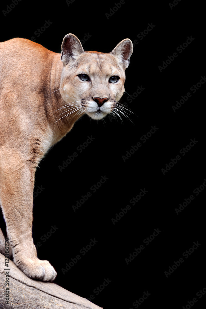 Fototapeta premium Puma na ciemnym tle