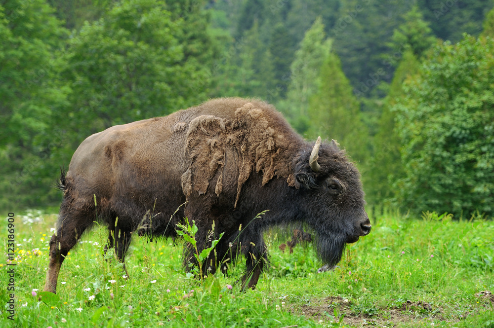 Bison Bison