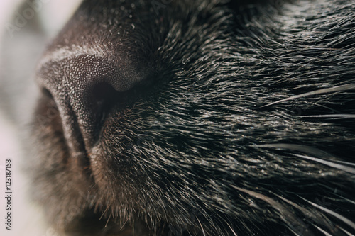 Black cat's nose and whiskers closeup