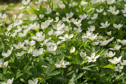 White Flowers Anemone