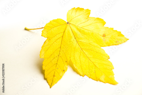 Fallen autumn leaf of a tree on white