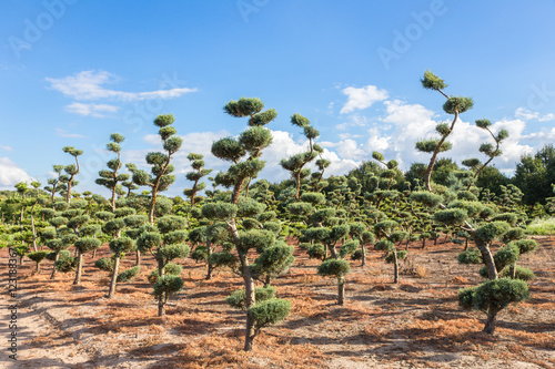 Fotografie, Obraz Beautiful topiary shapes in conifers