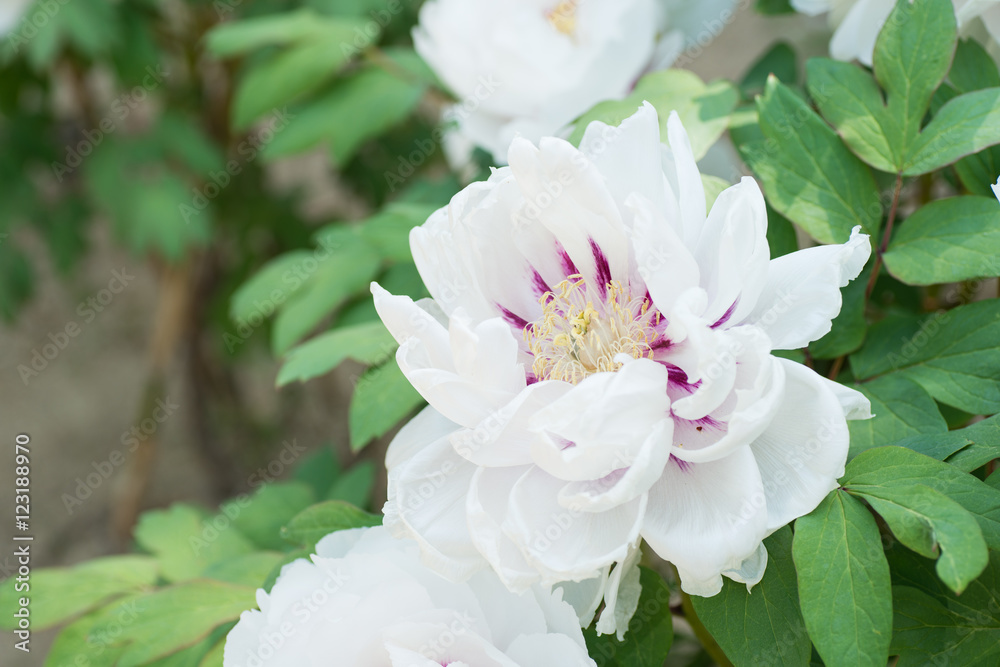 Obraz premium ボタン