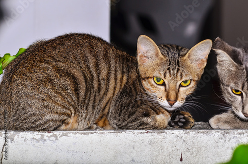 American Short Hair cat laying on wall