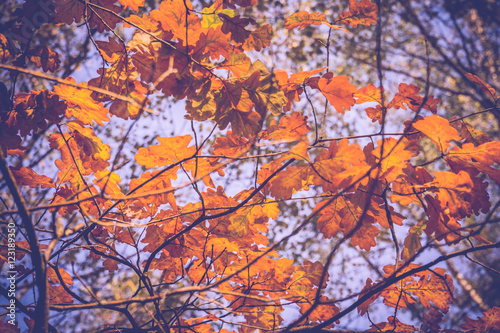 Yellow Oak Leaves Retro