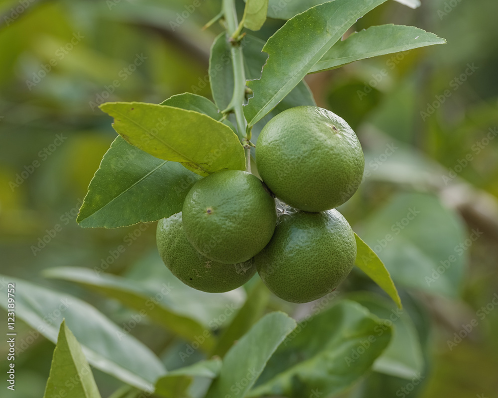 Lemons hanging on a lemon tree.