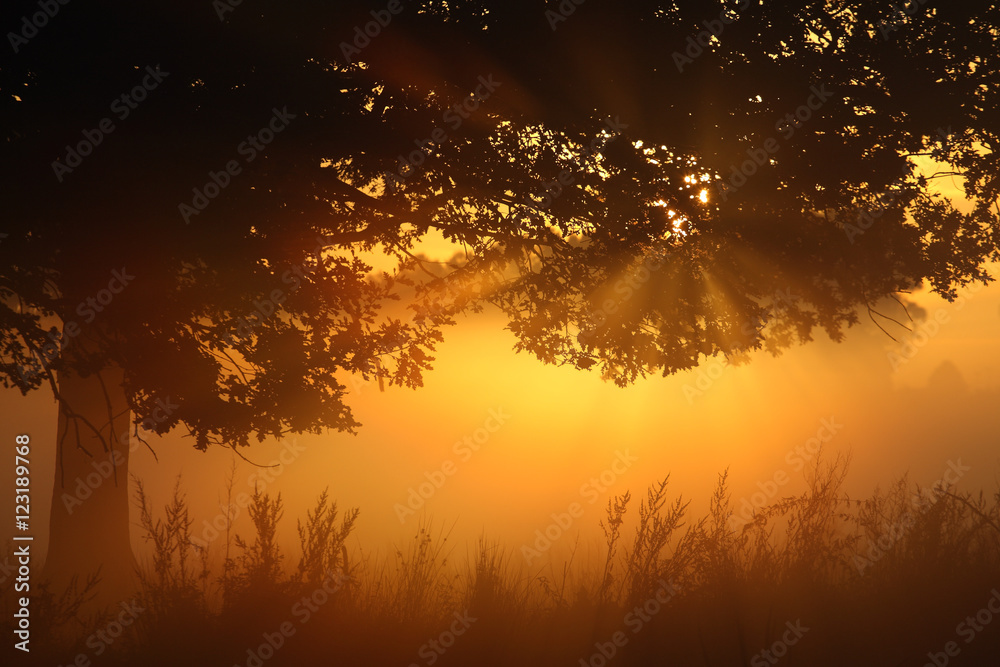 Sonnenaufgang hinter einer Baumgruppe mit Wiese