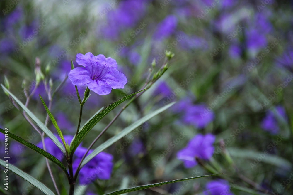 The blossoming ruellia brittoniana flowers closeup
The blossoming ruellia brittoniana flowers closeup