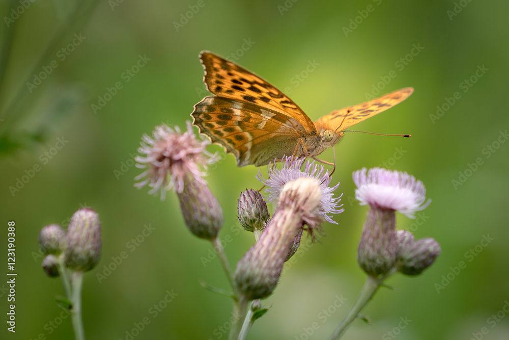 Wunderschöner oranger Schmetterling auf einer Distel Wunderschöner oranger Schmetterling auf einer Distel