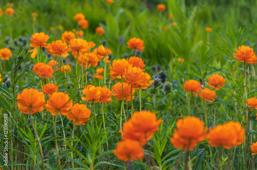 orange flowers meadow mountains