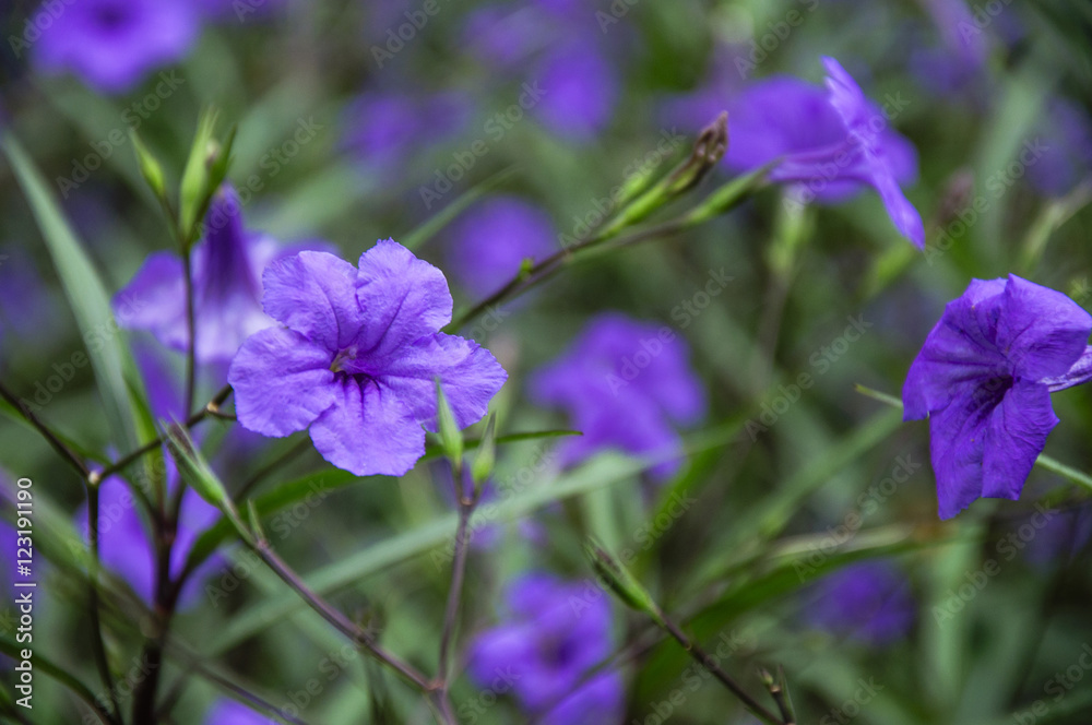 The blossoming ruellia brittoniana flowers closeup
