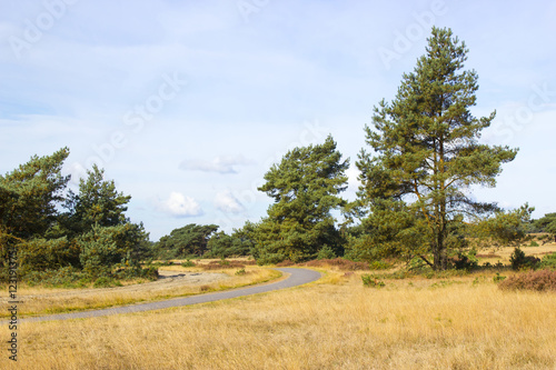Landscape in National Park Hoge Veluwe in the Netherlands.