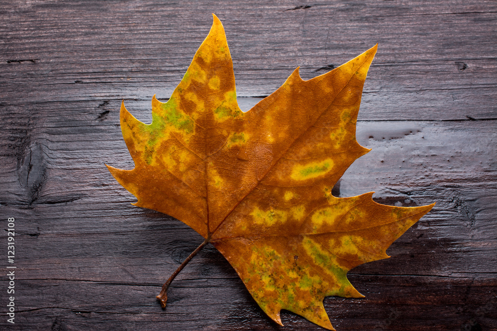 Obraz premium Dead leaves on wooden bench