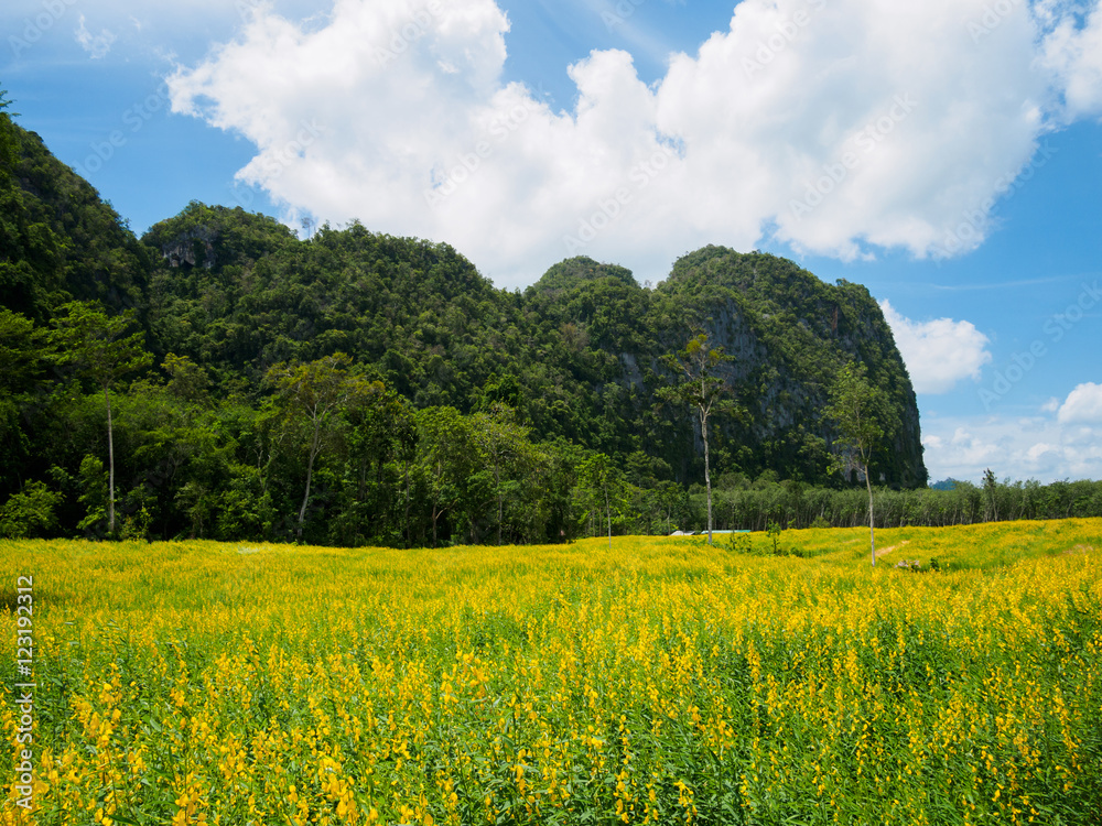 Yellow flower fields with mountain and blue sky background