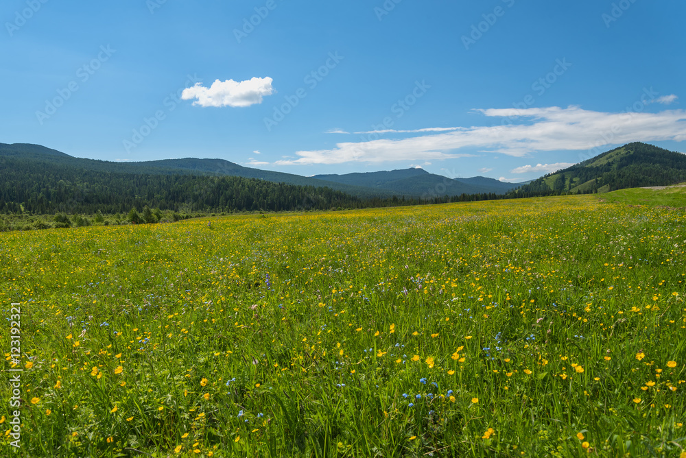 wild flowers meadow mountains