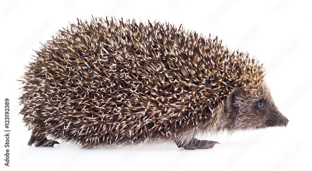 Hedgehog on white. Hedgehog on white.