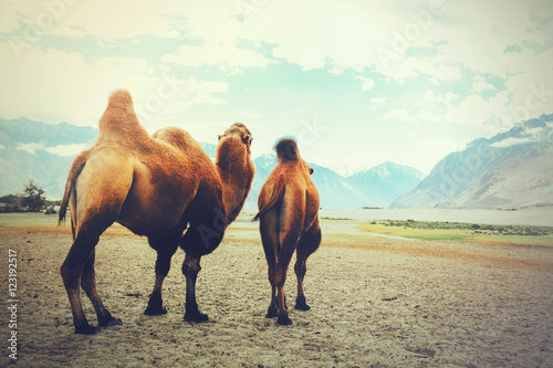 Double hump camels setting off on their journey in the desert in Nubra Valley, Ladakh, India (Vintage tone)