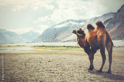 Double hump camel walking in the desert in Nubra Valley, Ladakh, India (Vintage tone)