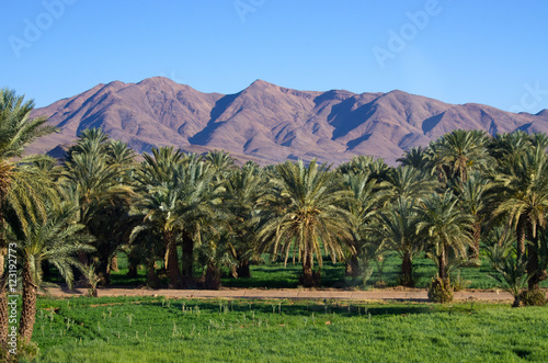 Green oasis in Morocco