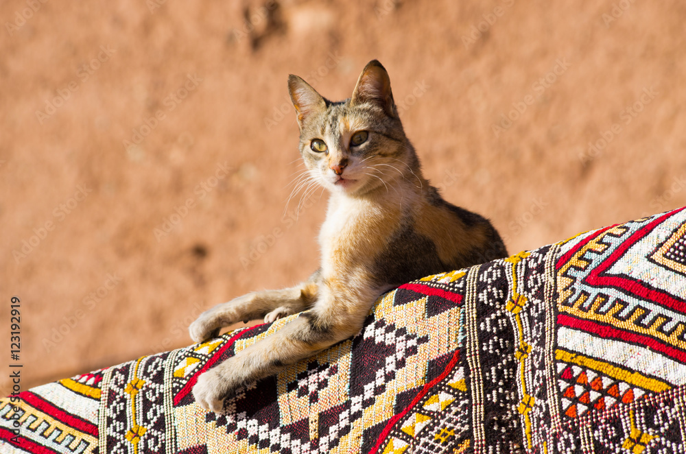 Fototapeta premium Cat lying on the carpet in african country