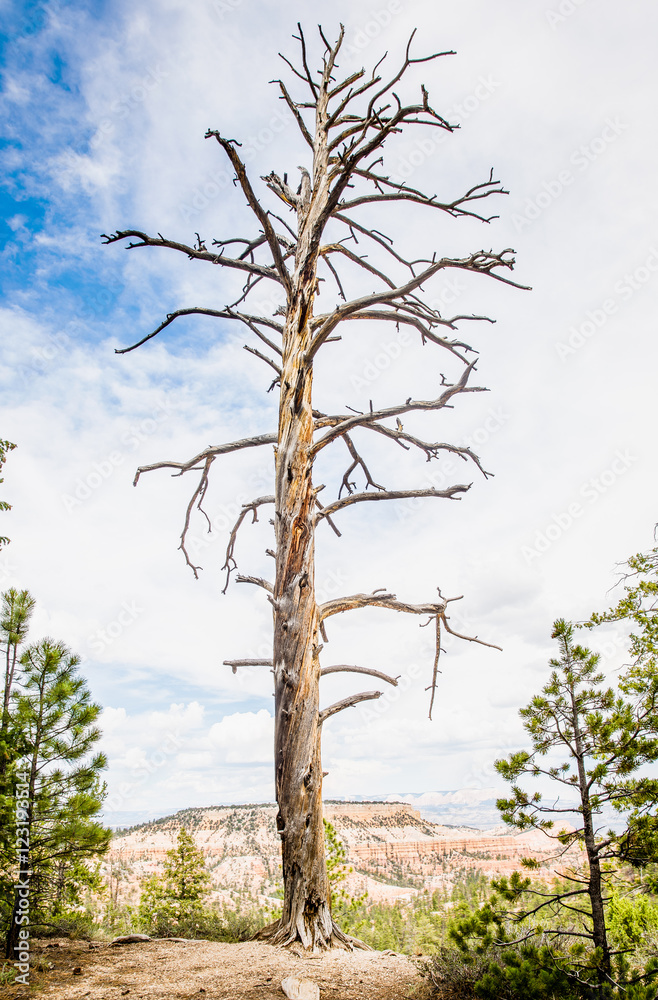 Fototapeta premium Tree without Leaves