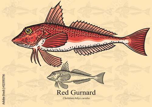 Red gurnard fish. Vector illustration for artwork in small sizes. Suitable for graphic and packaging design, educational examples, web, etc.