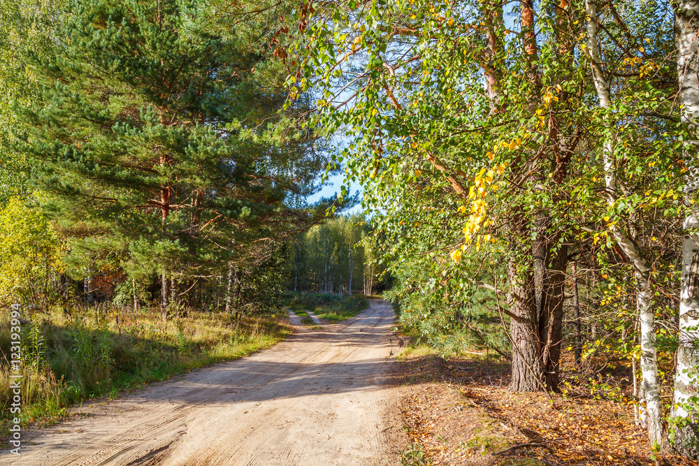 Obraz premium Лесная дорога