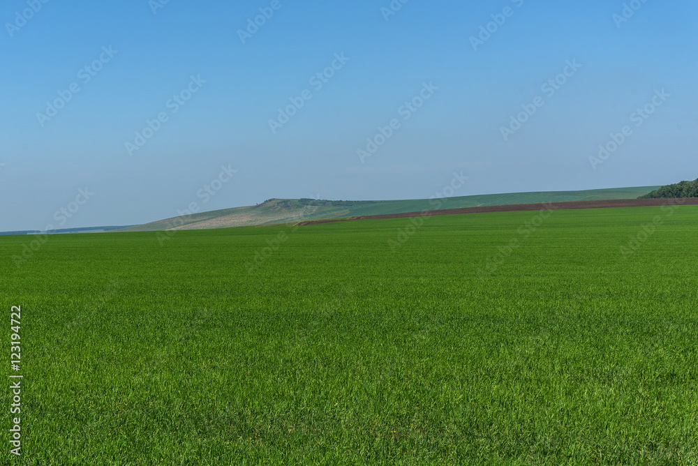 oat field mountains agriculture