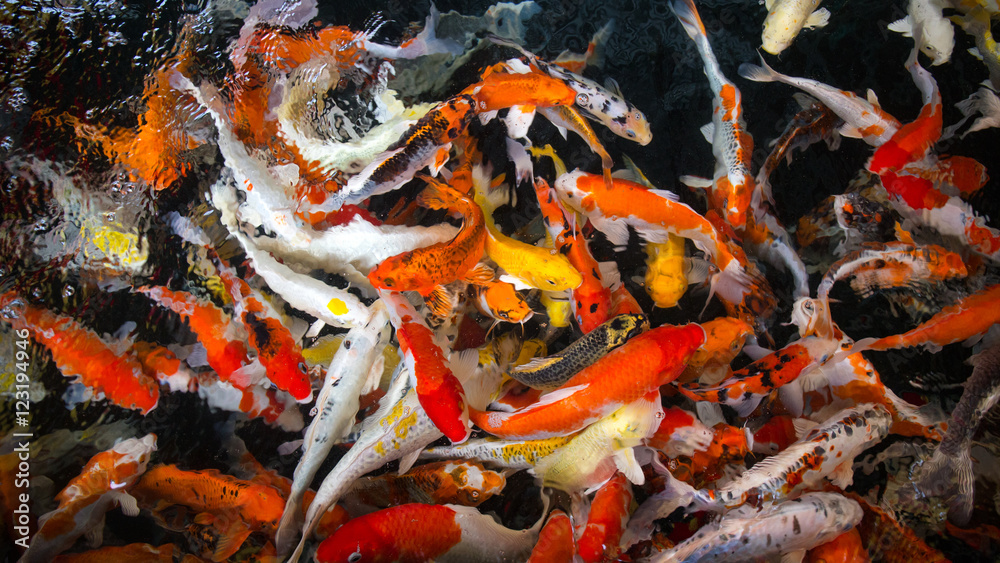 movement group of colorful young koi fish in clear water aquarium and black background