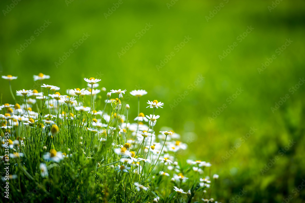 Naklejka premium Amazing chamomile field. Summer flowers .