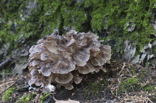 Grifola frondosa mushroom