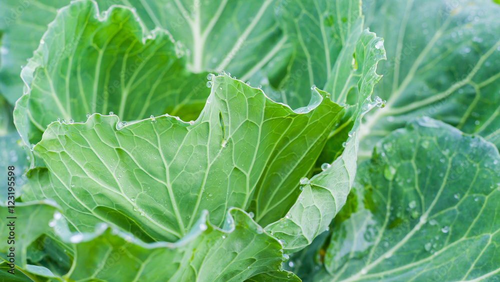 Organic Cabbage. Fresh Green Head of Cabbage on the Field Ready to Harvest at Phu Tab Berk hill, Thailand Organic Cabbage. Fresh Green Head of Cabbage on the Field Ready to Harvest at Phu Tab Berk hill, Thailand