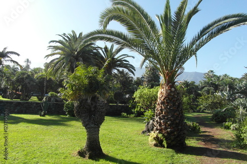 Puerto de la Cruz on Tenerife © Alla Ovchinnikova