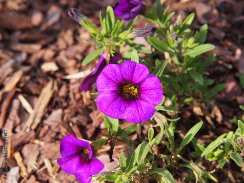 Fototapeta Naklejka Na Ścianę i Meble -  Million Bells - Calibrachoa