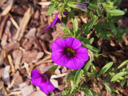 Fototapeta Naklejka Na Ścianę i Meble -  Million Bells - Calibrachoa