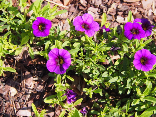 Fototapeta Naklejka Na Ścianę i Meble -  Million Bells - Calibrachoa