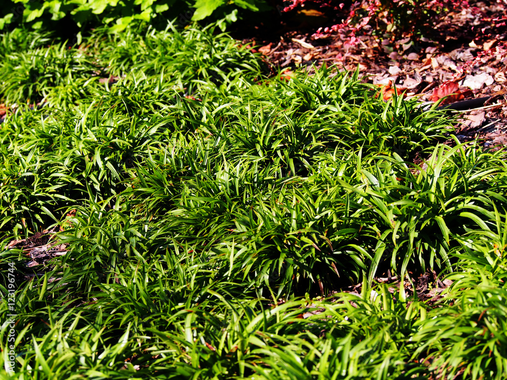 Luzula pilosa ‘Igel’ (syn. Juncus pilosus ) - hairy wood-rush Stock