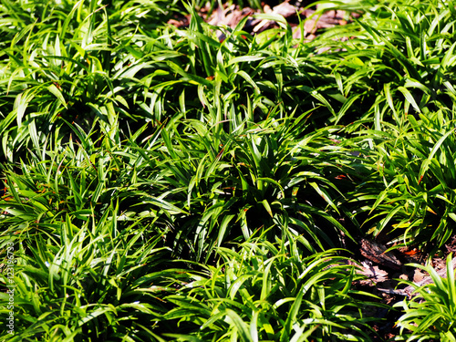 Luzula pilosa 'Igel' (syn. Juncus pilosus ) - hairy wood-rush 
