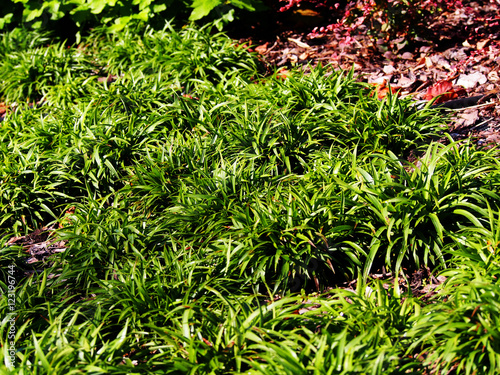 Luzula pilosa 'Igel' (syn. Juncus pilosus ) - hairy wood-rush 