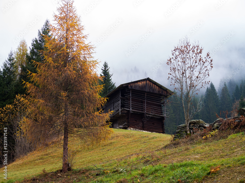 gelber Lärchen-Baum und Scheune in den alpinen Bergen