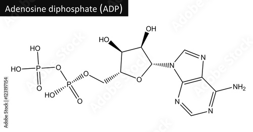 Molecular structure adenosine diphosphate (ADP) photo