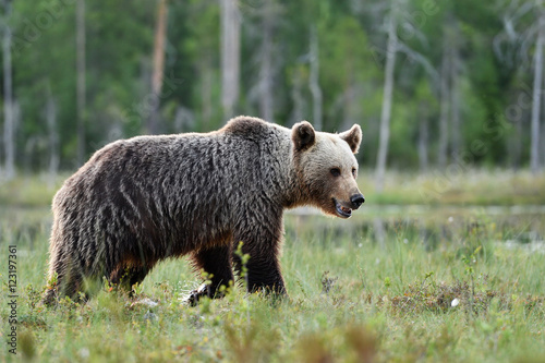 brown bear with forest background © Erik Mandre