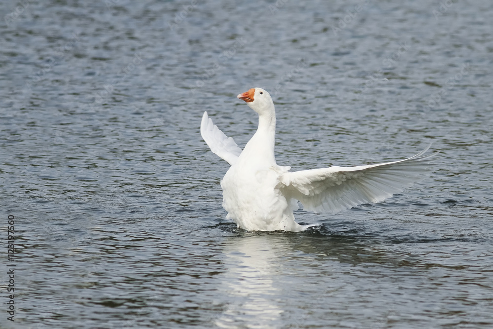 white goose takes off and gets to spread its wings over the blue water
