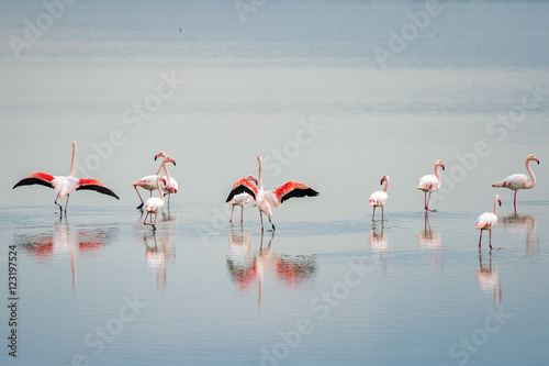 beautiful light on pink flamingo group
