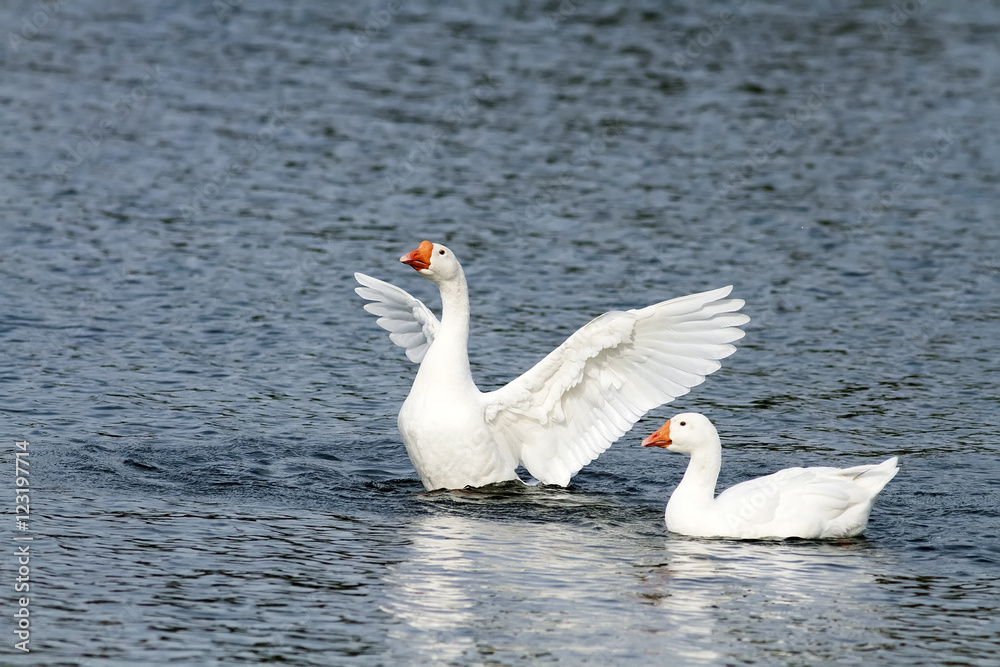 Fototapeta premium two white goose swimming on a lake with its wings outstretched