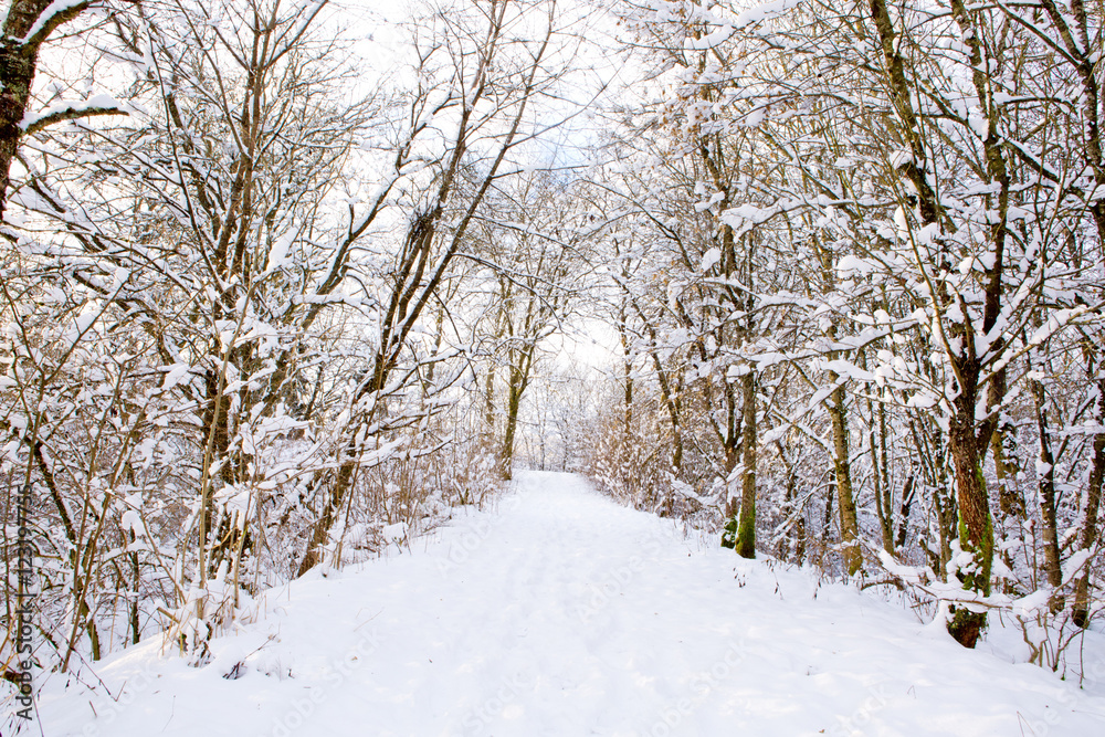 Winter forest and snow. Winter forest and snow.