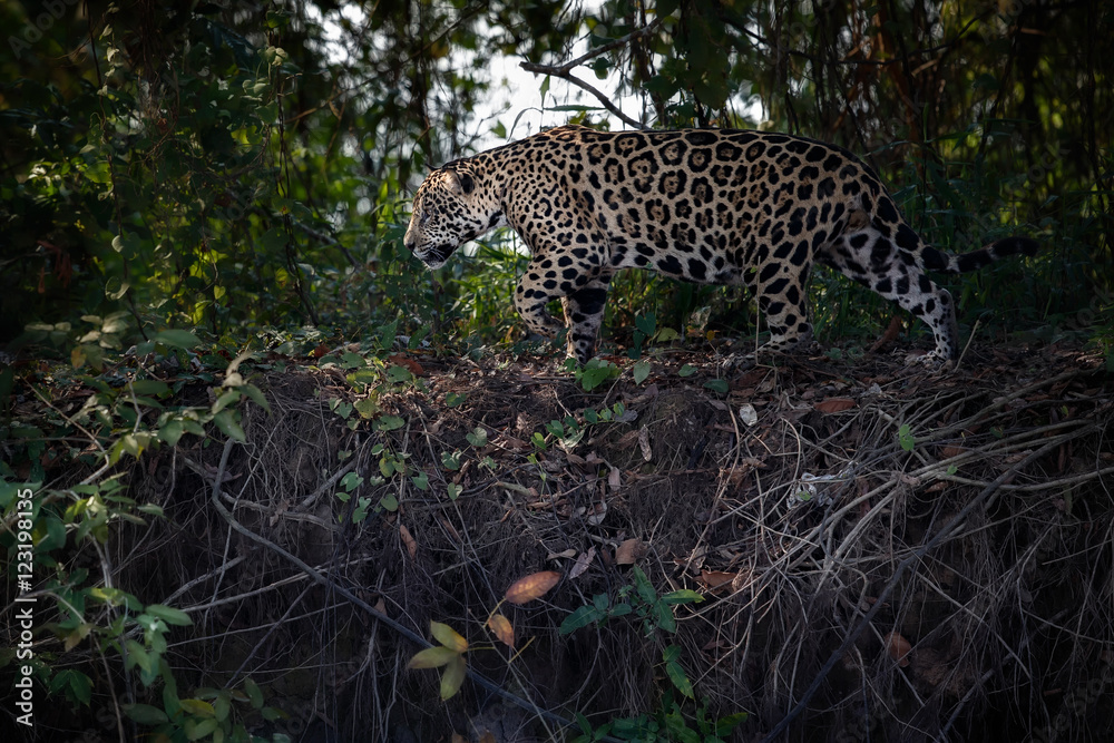 Obraz premium American jaguar female in the nature habitat, panthera onca, wild brasil, brasilian wildlife, pantanal, green jungle, big cats