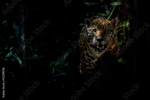 Valokuvatapetti American jaguar female in the darkness of a brazilian jungle, panthera onca, wil